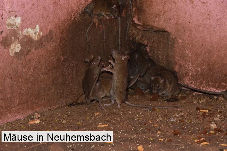 Mäuse in Neuhemsbach